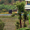 The farm where our Kanzu coffee grows